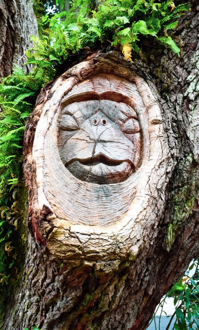 An animal face carved into an old oak tree.