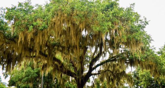 Intricately carved ‘tree spirits’ bring a sense of wonder to St. Simons Island