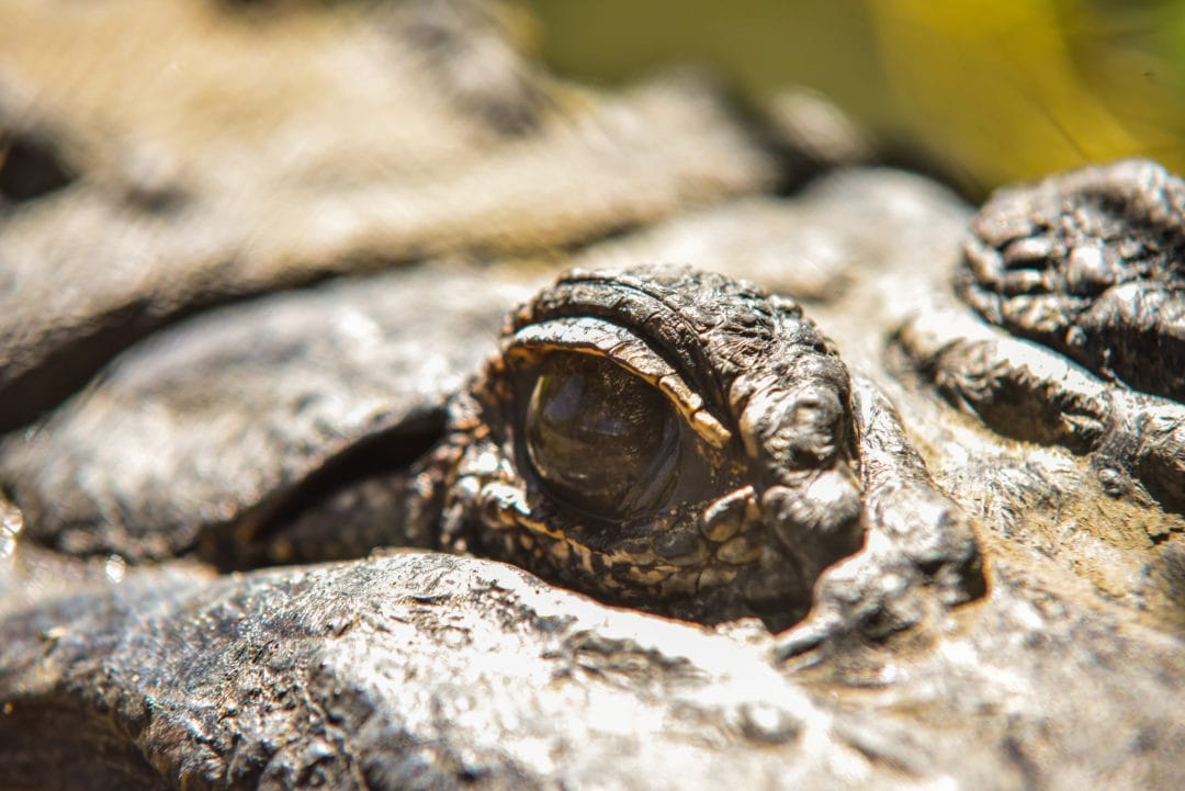 The park is home to hundreds of rescues.