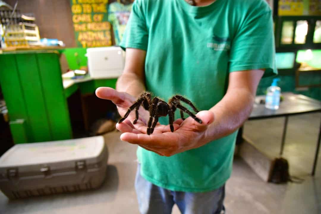 A tarantula