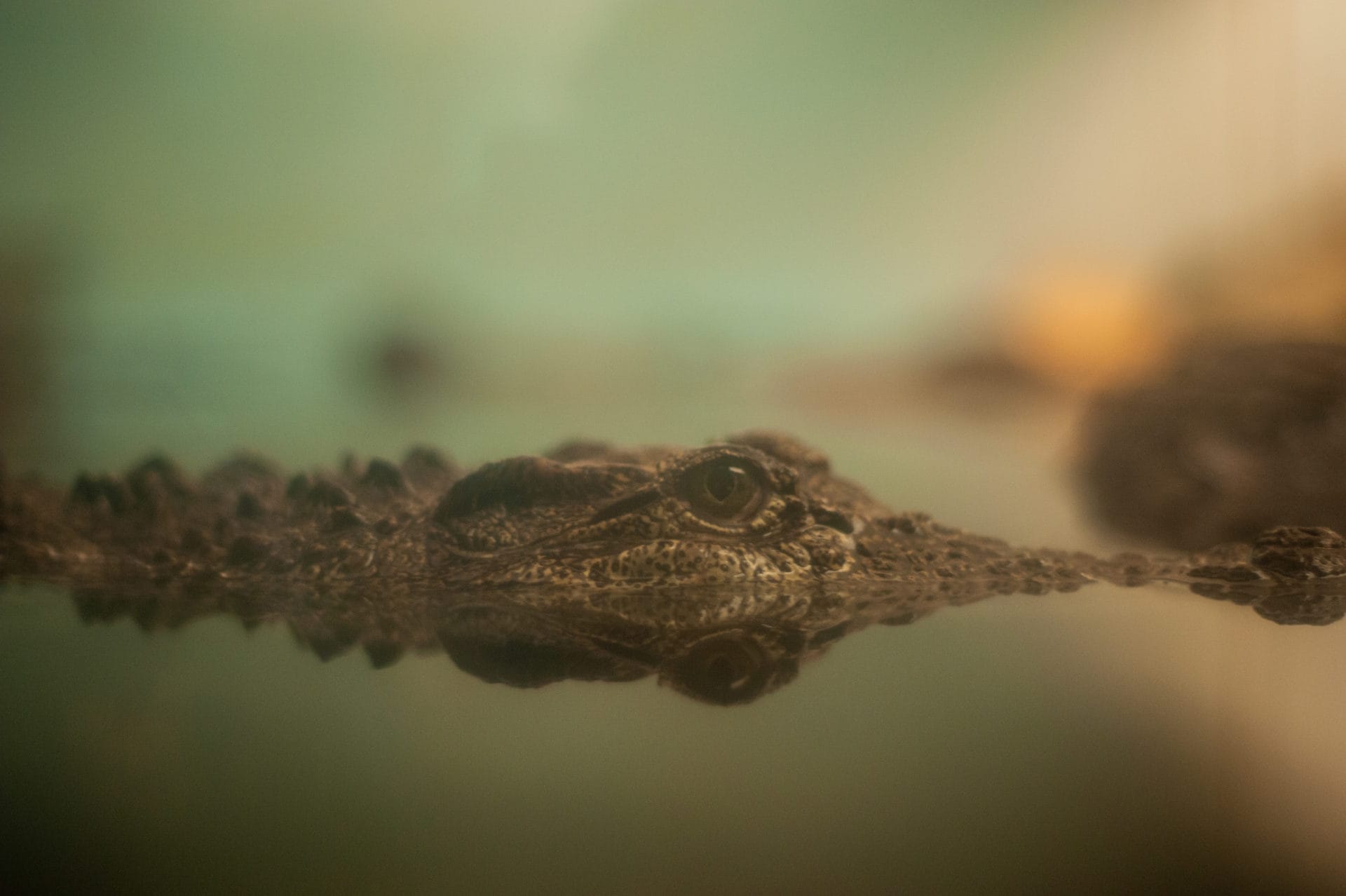 Lurking.