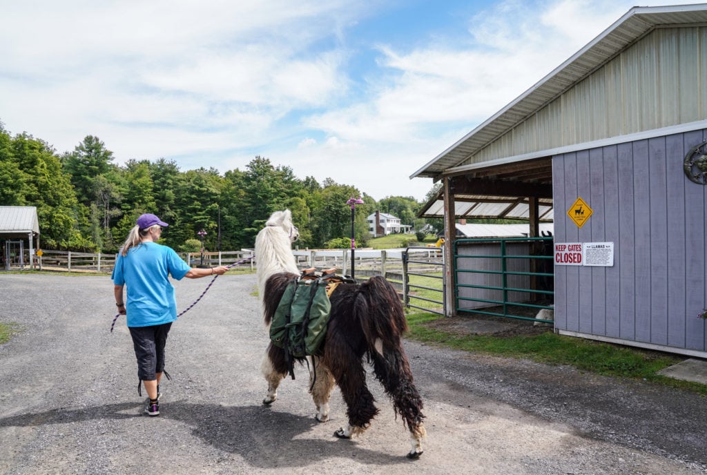 Leading a llama. |