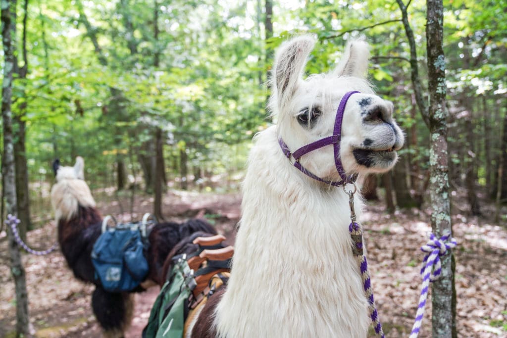 The farm's mission is “to spread the word about these magical and mystical creatures with love.”