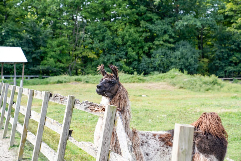 Yes, their fur is as soft as it looks.