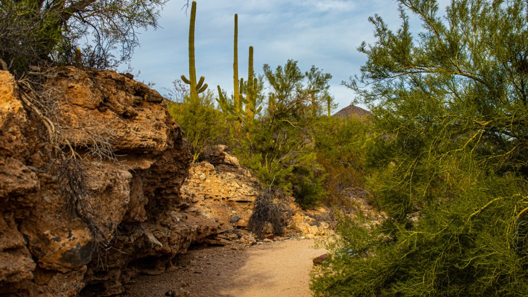 Javelina Wash dirt path in Saguaro National Park