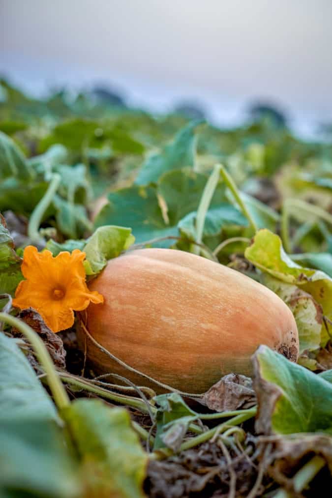 A pumpkin growing in Morton.