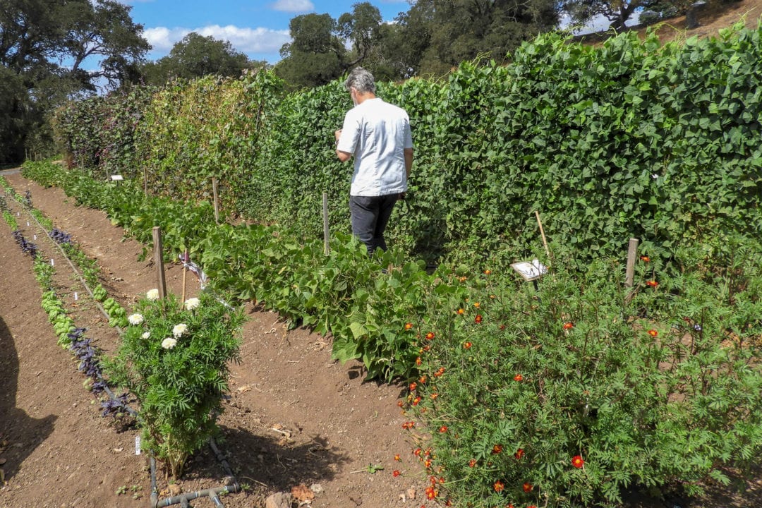 Chef Todd Knoll shows off the Jordan garden