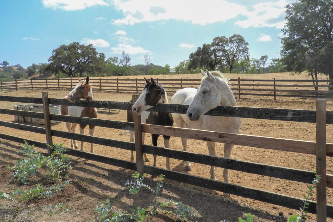 Three horses, refugees from the wildfires.