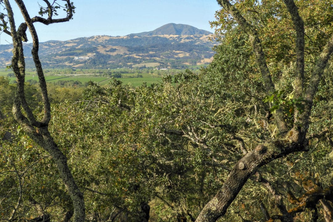 Mt. Sonoma in the distance above Jordan Winery