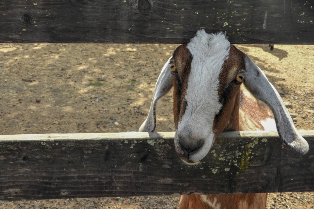 One half of Goose & Maverick, the mini goats that help clear brush at Jordan