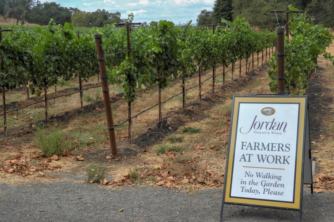 The new cabernet vineyard at Jordan