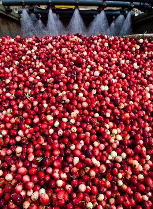 All aboard the Berry Bus: A trip down Wisconsin's Cranberry Highway