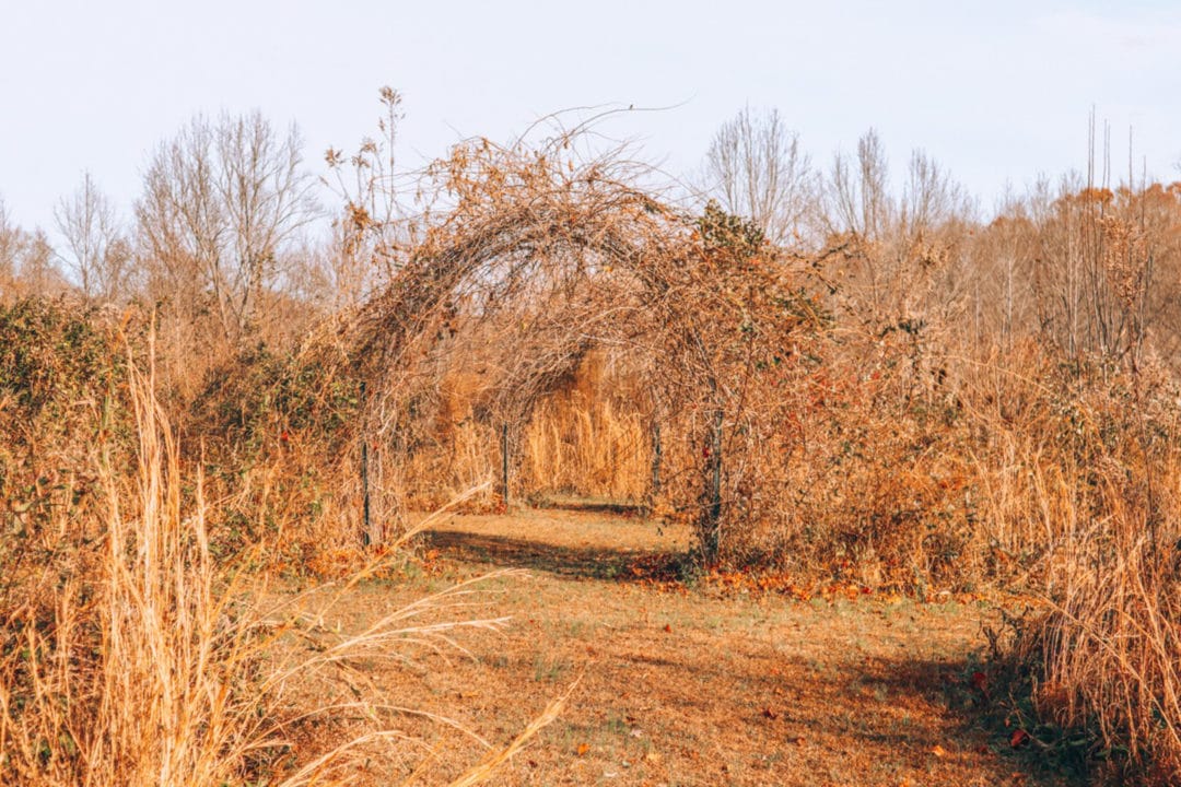 a garden in the winter