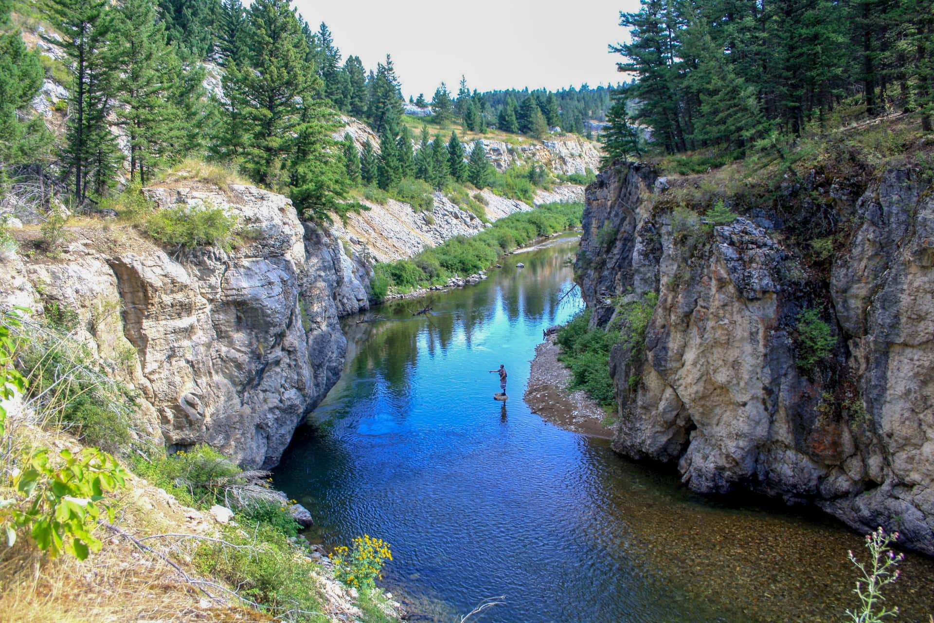 a person fishes in a river surrounded by pine trees