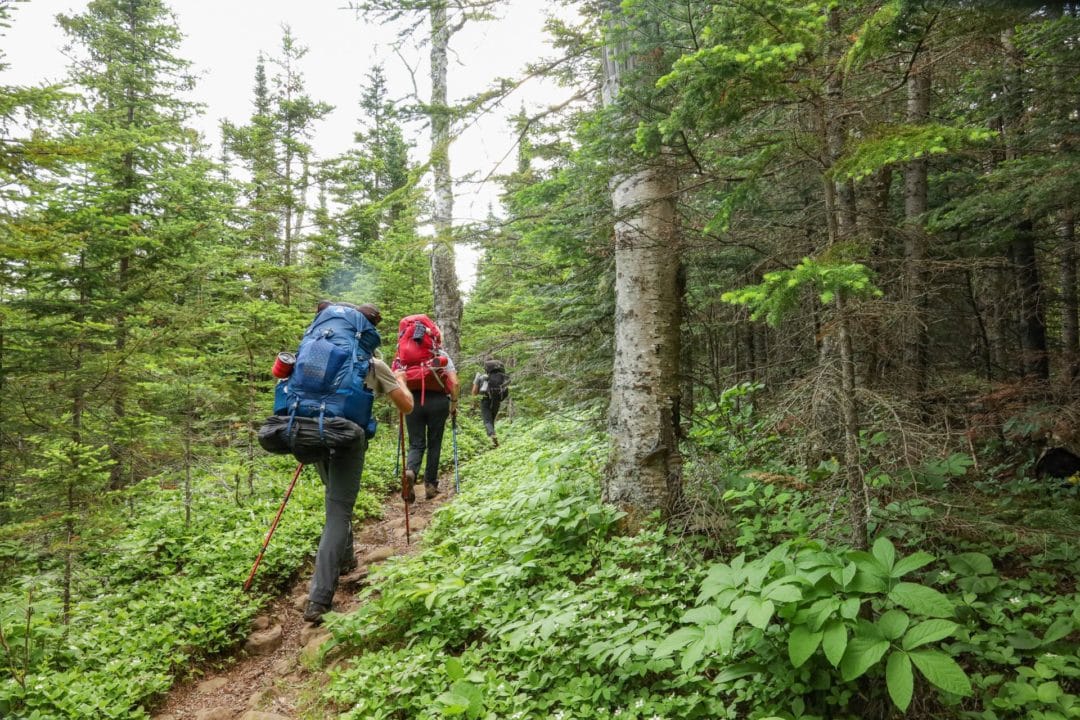 three backpackers hiking through a green wooded forest