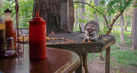 At Alpine Inn Near Omaha, Hungry Raccoons Snacking on Dinner Scraps are the Main Event