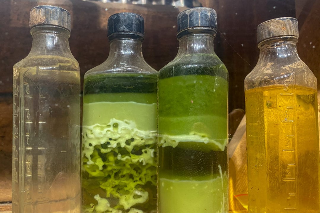 jars containing colorful liquids