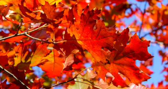 How to make the most of a fall foliage road trip