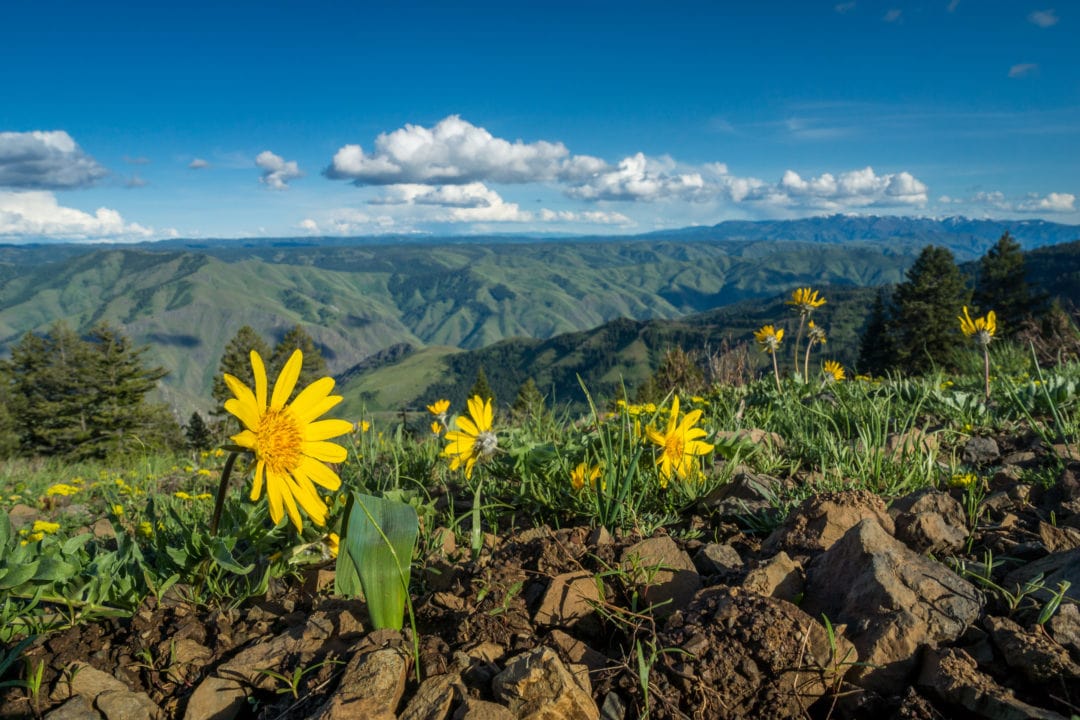 yellow flowers bloom on a scenic mountain overlook