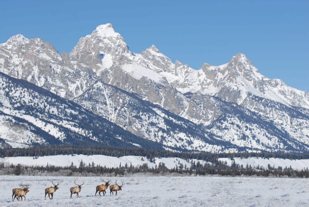 Bull elk roaming through the snow at Grand Teton National Park.