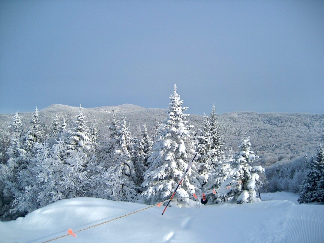 snow covered pine trees in a valley against blue skies