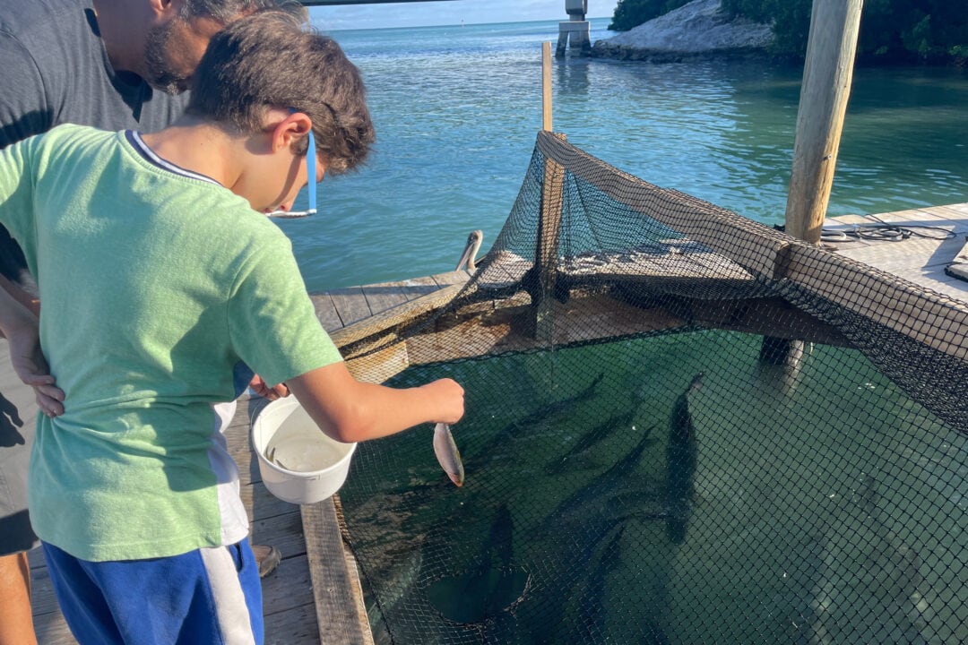 two people feed tarpon fish