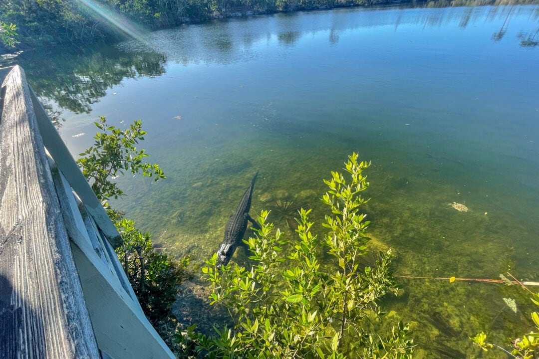 an alligator swims in clear water