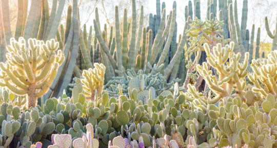 The best outdoor museums and gardens in Greater Phoenix