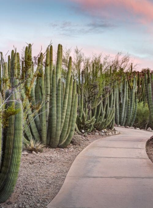 Phoenix's most essential and iconic sights