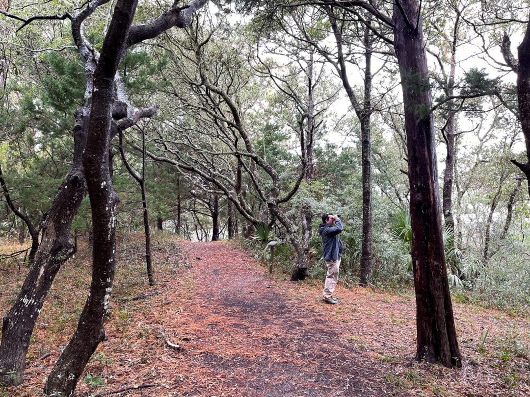 Person using binoculars along wooded trail