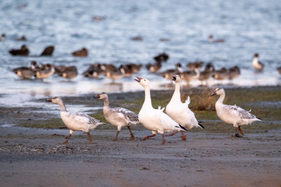 Geese frolicking on the sand