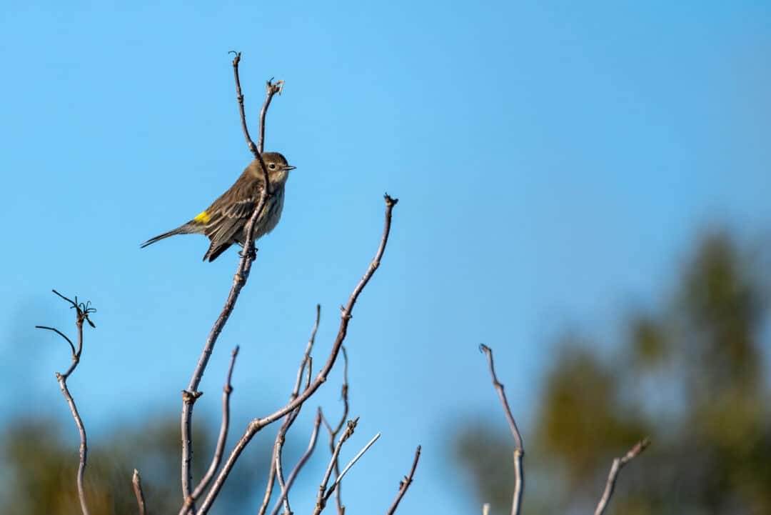 Close up of bird on twig
