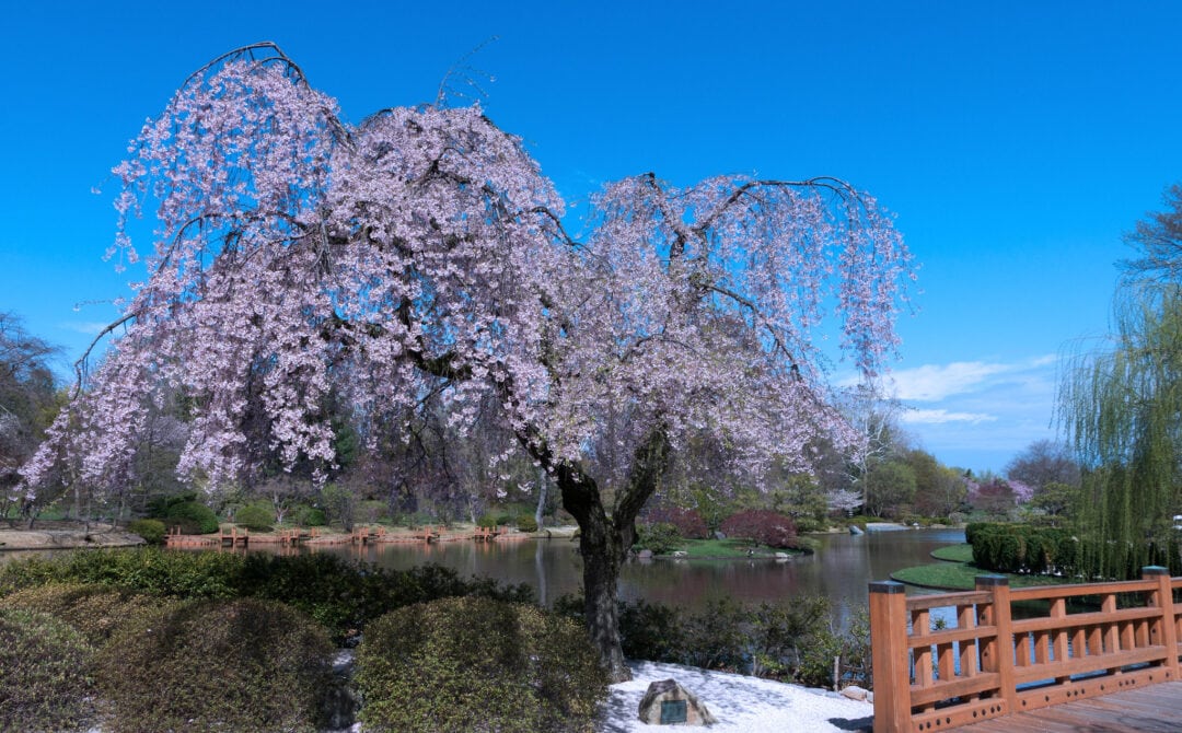 a tree of light pink blooms next to water against a blue sky