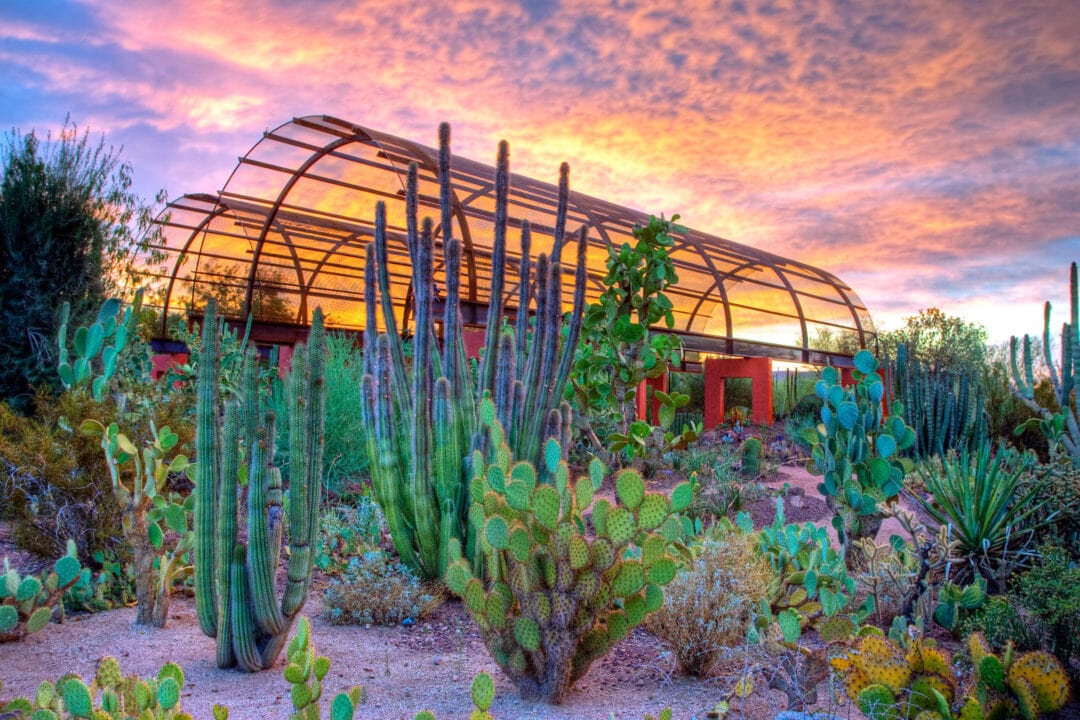 sunset over a desert botanical garden with cacti and pink skies