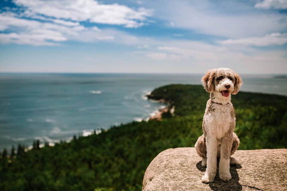 A dog sitting on the top of a bluff at Acadia National Park, one of America's most dog friendly