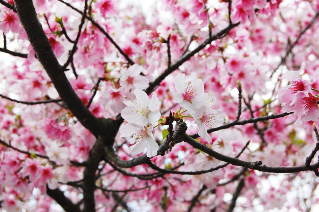 close up on pink and white cherry blossoms
