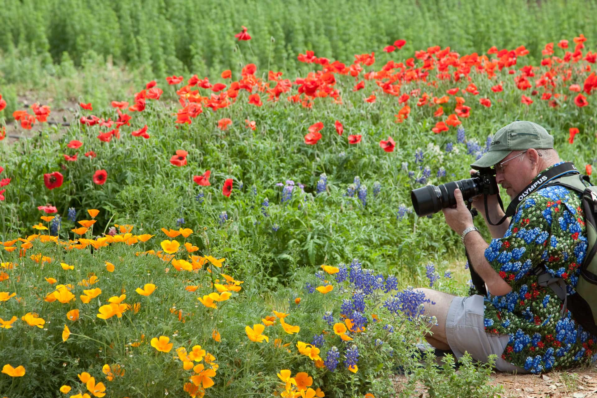 a man in a flowered shirt sits in a field and photographs red, yellow, and blue wildflowers with a large camera