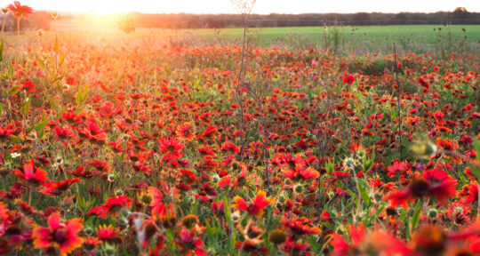 Catch the beautiful blooms at the largest working wildflower farm in the U.S.
