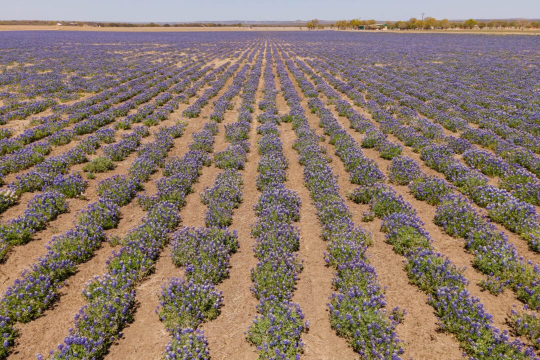 rows of purple wildflowers in the dirt under a blue sky