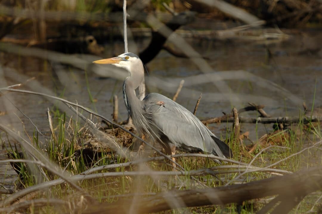 a great blue heron stands near the waterfront