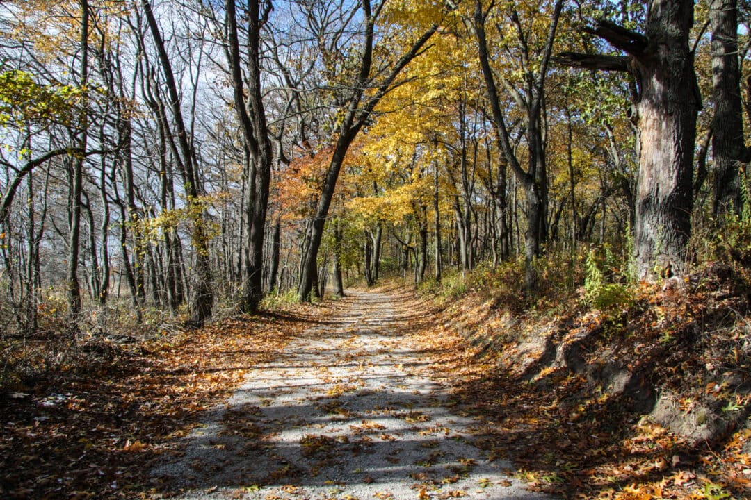 a hiking trail through the woods surrounded by trees