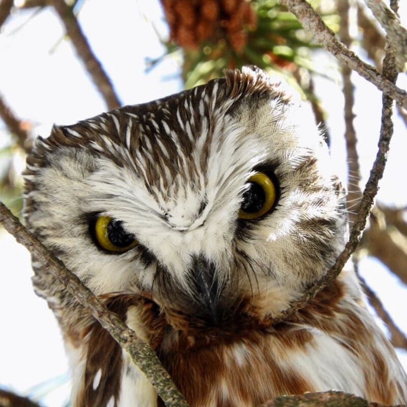 closeup on an owl with white and brown feathers and yellow eyes sitting in a tree