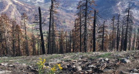 Why you should visit a wildfire burn area on your next Western road trip