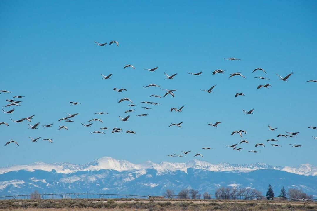 a flock of cranes flies against a blue sky and backdrop of snowy mountains
