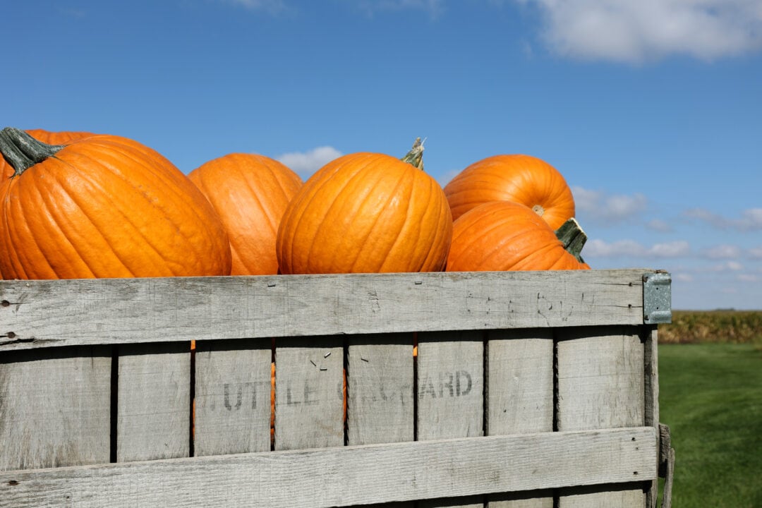 a wooden crate full of orange pumpkins under a blue sky
