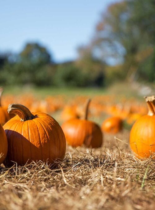 13 activities and events perfect for celebrating fall in the Midwest