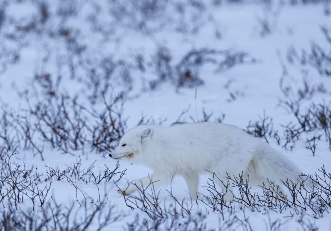 An arctic fox scurries across the frozen tundra.