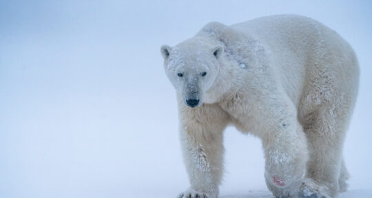 Welcome to the ‘Polar Bear Capital of the World,’ where 1,000-pound giants co-exist with residents