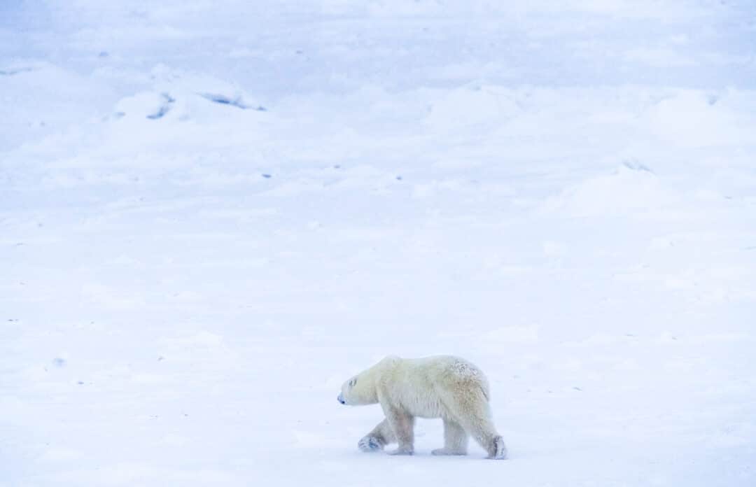 A snowy white polar bear blends into the surrounding wintery landscape.