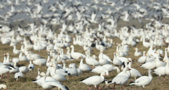 5 Central California wildlife refuges you can enjoy without leaving your vehicle